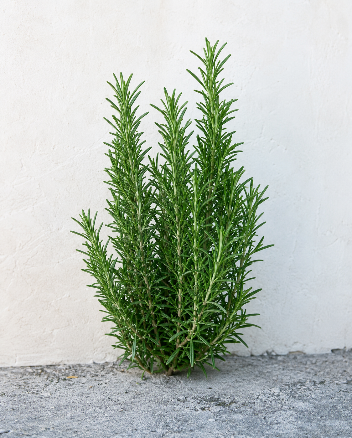 Rosemary Tea: A Simple Herbal Drink for Everyday Wellness